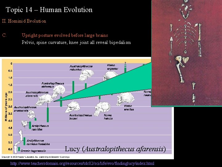 Topic 14 – Human Evolution II. Hominid Evolution C. Upright posture evolved before large