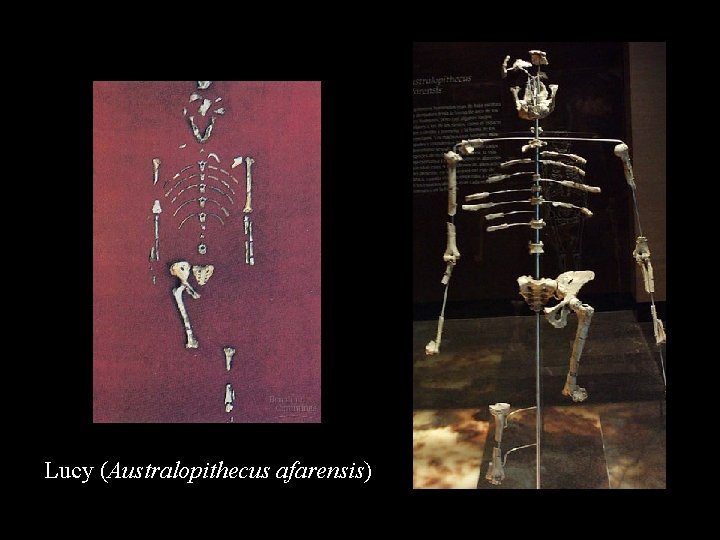 Homo erectus Lucy (Australopithecus afarensis) 