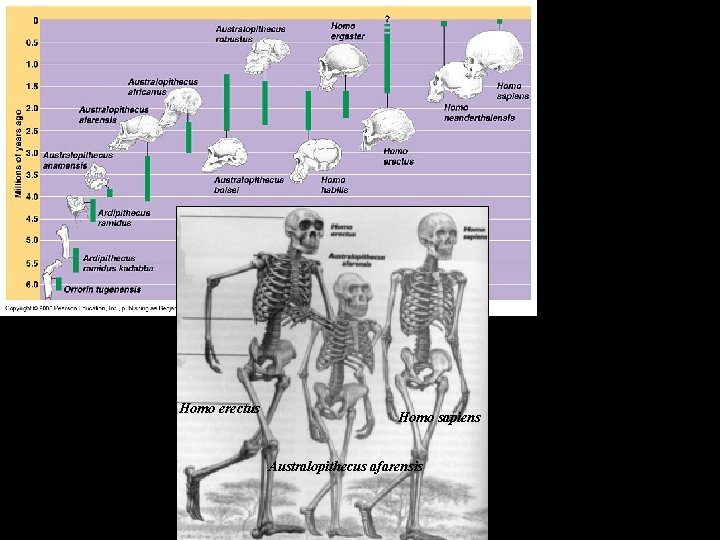 Homo erectus Homo sapiens Australopithecus afarensis 