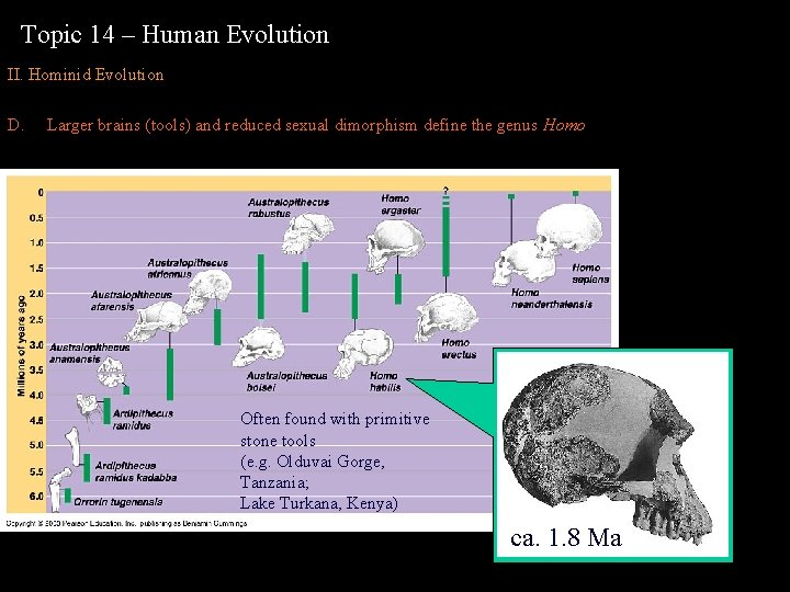 Topic 14 – Human Evolution II. Hominid Evolution D. Larger brains (tools) and reduced