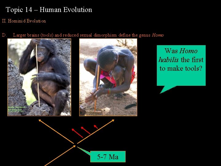 Topic 14 – Human Evolution II. Hominid Evolution D. Larger brains (tools) and reduced