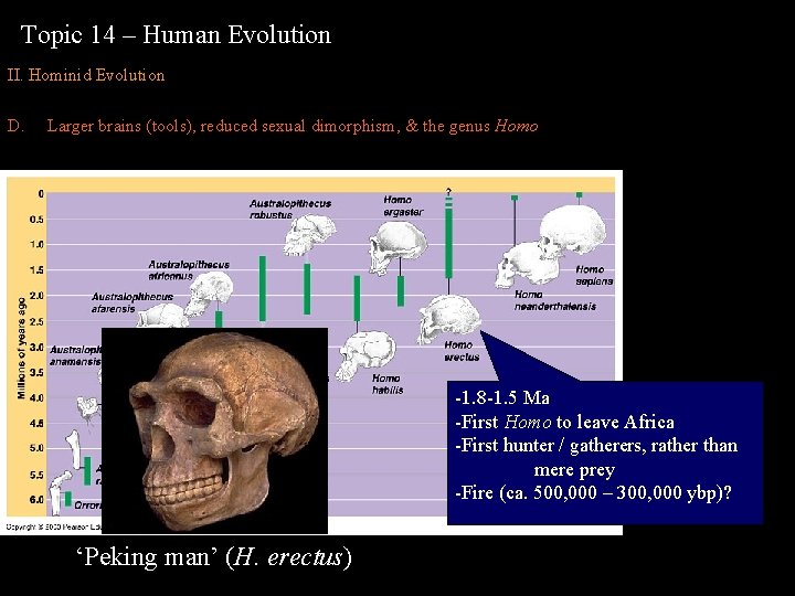 Topic 14 – Human Evolution II. Hominid Evolution D. Larger brains (tools), reduced sexual
