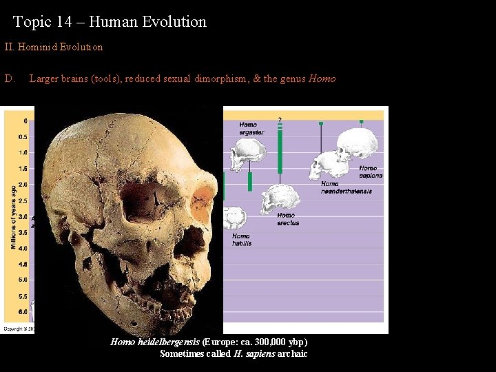 Topic 14 – Human Evolution II. Hominid Evolution D. Larger brains (tools), reduced sexual