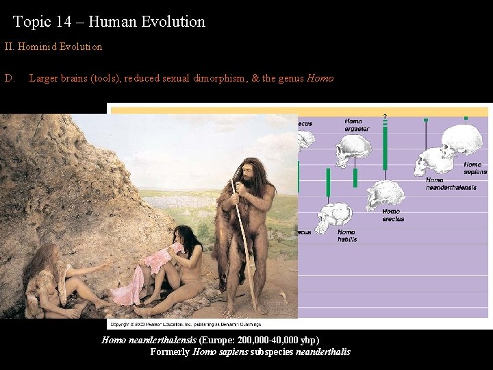 Topic 14 – Human Evolution II. Hominid Evolution D. Larger brains (tools), reduced sexual