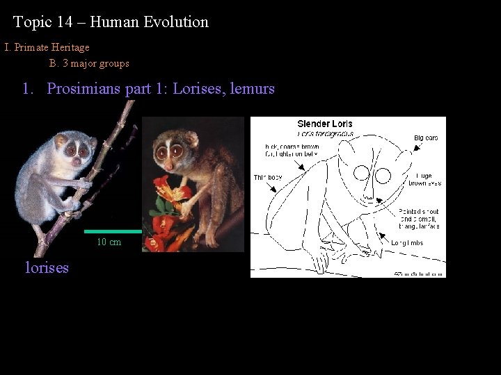 Topic 14 – Human Evolution I. Primate Heritage B. 3 major groups 1. Prosimians