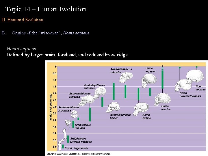 Topic 14 – Human Evolution II. Hominid Evolution E. Origins of the “wise-man”, Homo