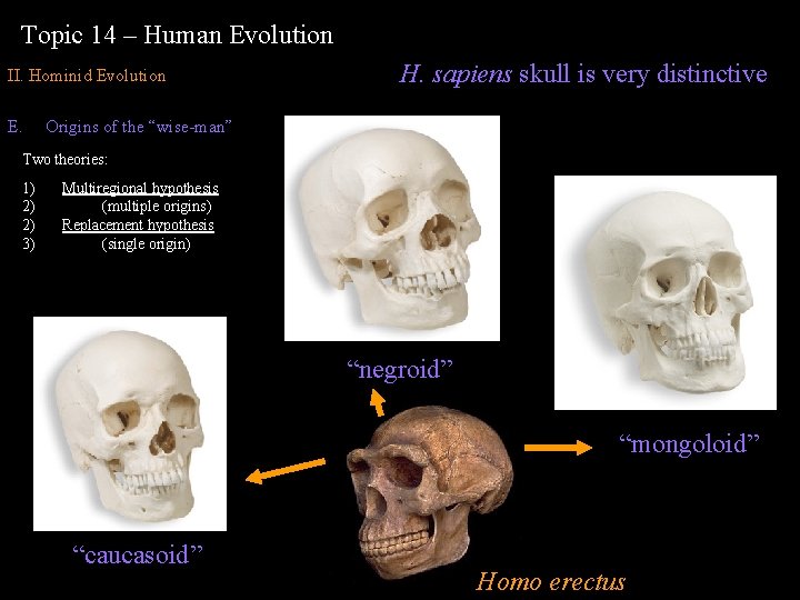 Topic 14 – Human Evolution II. Hominid Evolution E. H. sapiens skull is very