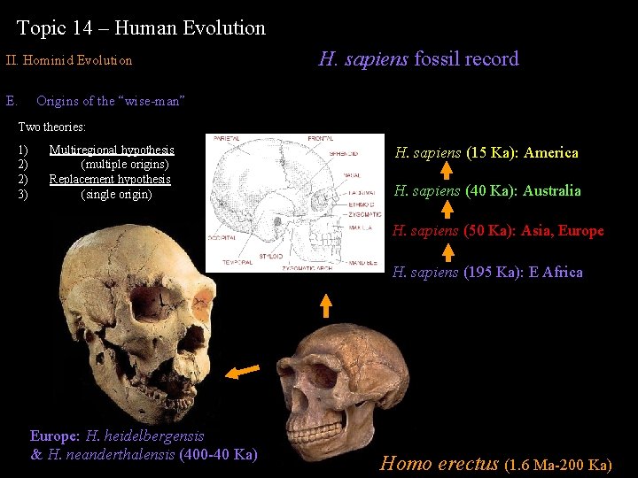 Topic 14 – Human Evolution II. Hominid Evolution E. H. sapiens fossil record Origins