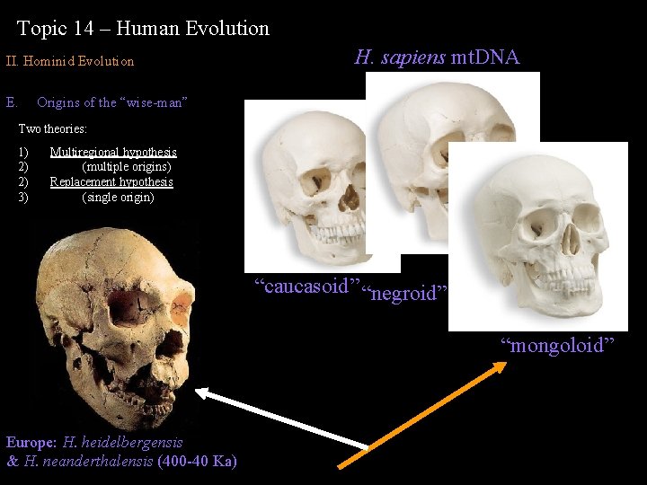 Topic 14 – Human Evolution II. Hominid Evolution E. H. sapiens mt. DNA Origins