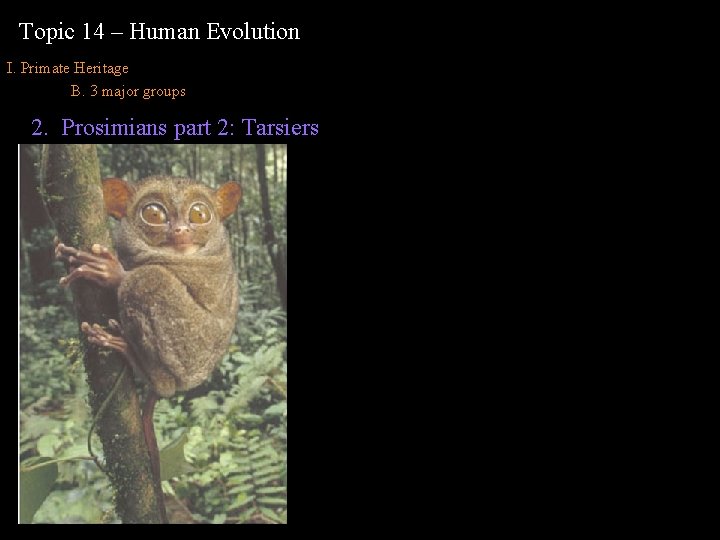 Topic 14 – Human Evolution I. Primate Heritage B. 3 major groups 2. Prosimians