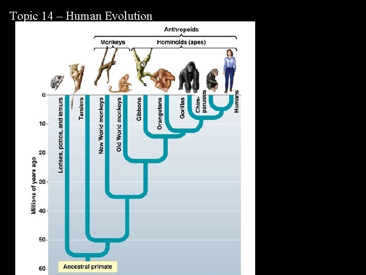 Topic 14 – Human Evolution 