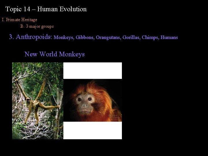 Topic 14 – Human Evolution I. Primate Heritage B. 3 major groups 3. Anthropoids: