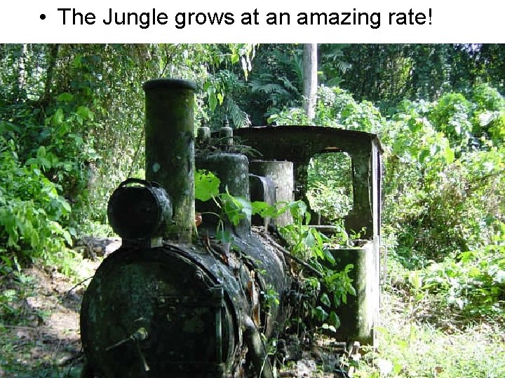  • The Jungle grows at an amazing rate! 