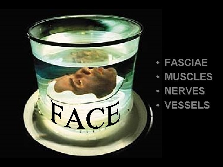  • • FASCIAE MUSCLES NERVES VESSELS 