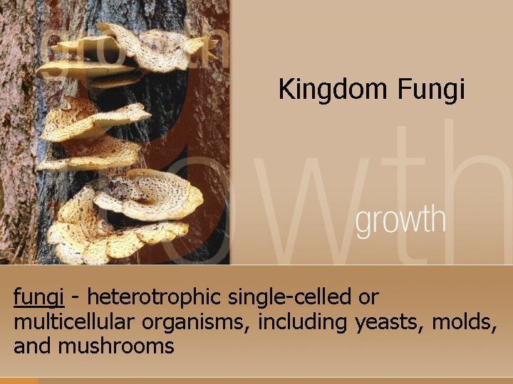 Kingdom Fungi fungi - heterotrophic single-celled or multicellular organisms, including yeasts, molds, and mushrooms