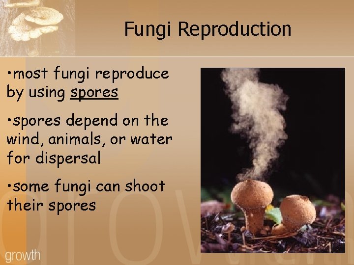 Fungi Reproduction • most fungi reproduce by using spores • spores depend on the