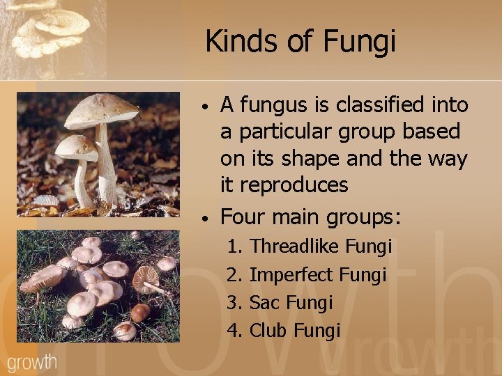 Kinds of Fungi • • A fungus is classified into a particular group based