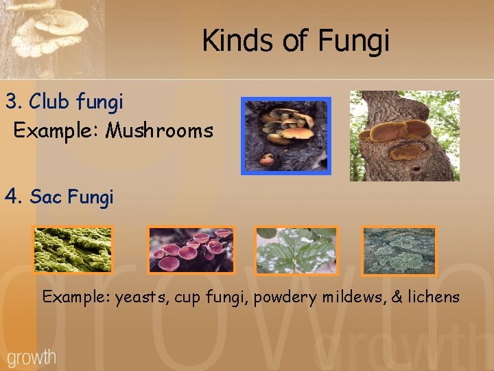 Kinds of Fungi 3. Club fungi Example: Mushrooms 4. Sac Fungi Example: yeasts, cup