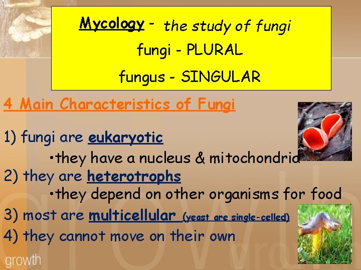 Mycology - the study of fungi - PLURAL fungus - SINGULAR 4 Main Characteristics