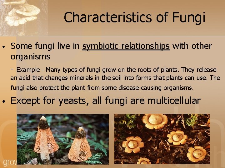 Characteristics of Fungi • Some fungi live in symbiotic relationships with other organisms -