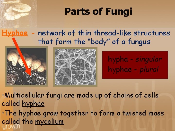 Parts of Fungi Hyphae - network of thin thread-like structures that form the “body”