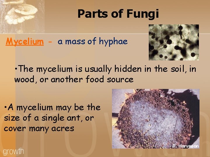 Parts of Fungi Mycelium - a mass of hyphae • The mycelium is usually