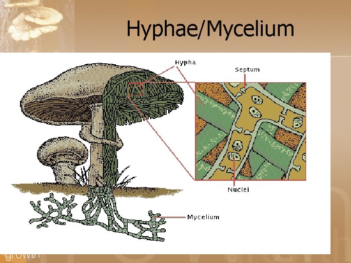 Hyphae/Mycelium 