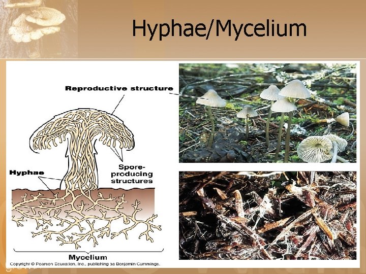 Hyphae/Mycelium 