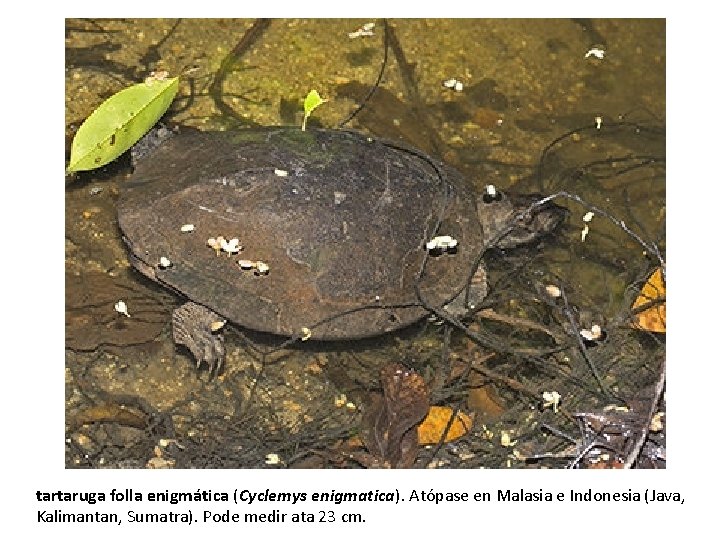 tartaruga folla enigmática (Cyclemys enigmatica). Atópase en Malasia e Indonesia (Java, Kalimantan, Sumatra). Pode