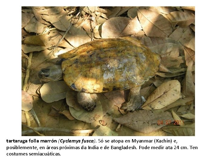 tartaruga folla marrón (Cyclemys fusca). Só se atopa en Myanmar (Kachin) e, posiblemente, en