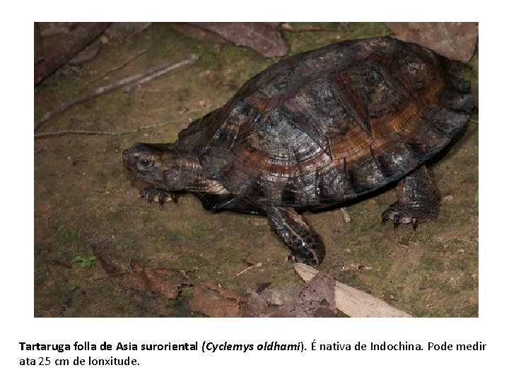 Tartaruga folla de Asia suroriental (Cyclemys oldhami). É nativa de Indochina. Pode medir ata