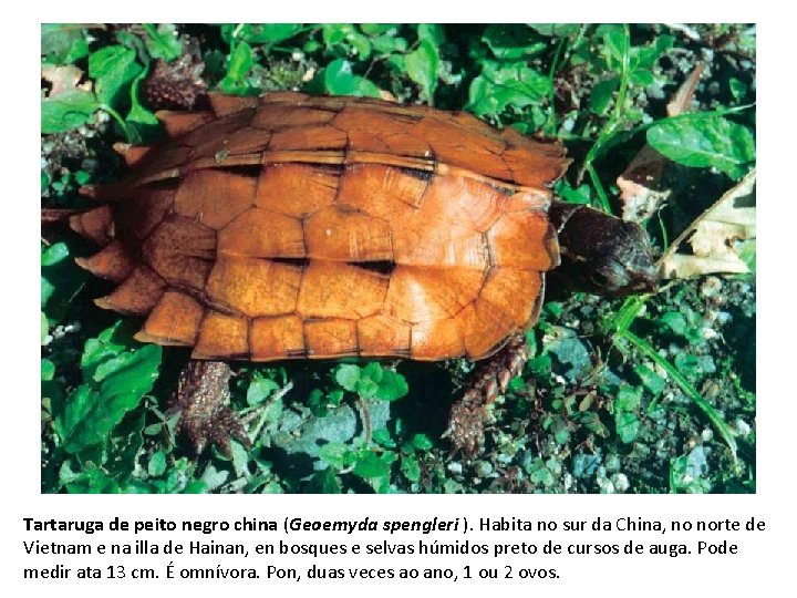 Tartaruga de peito negro china (Geoemyda spengleri ). Habita no sur da China, no