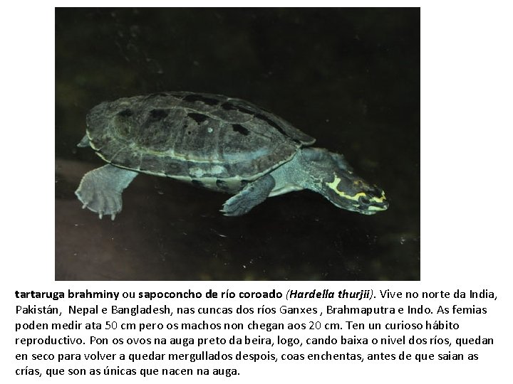 tartaruga brahminy ou sapoconcho de río coroado (Hardella thurjii). Vive no norte da India,