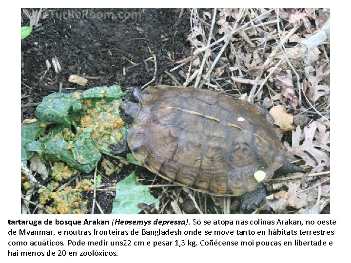 tartaruga de bosque Arakan (Heosemys depressa). Só se atopa nas colinas Arakan, no oeste