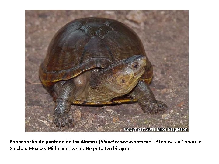 Sapoconcho de pantano de los Álamos (Kinosternon alamosae). Atopase en Sonora e Sinaloa, México.