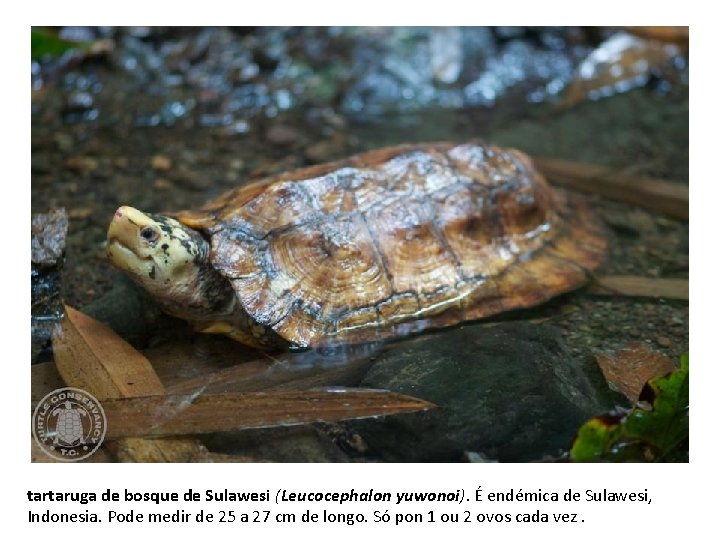tartaruga de bosque de Sulawesi (Leucocephalon yuwonoi). É endémica de Sulawesi, Indonesia. Pode medir
