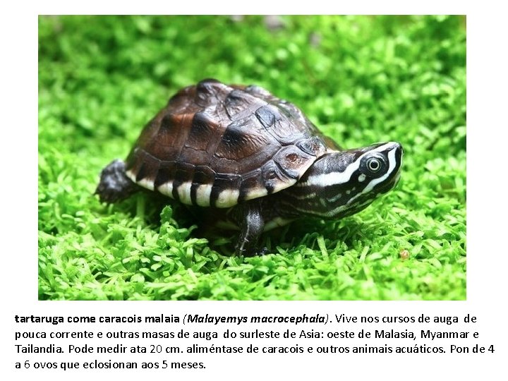 tartaruga come caracois malaia (Malayemys macrocephala). Vive nos cursos de auga de pouca corrente