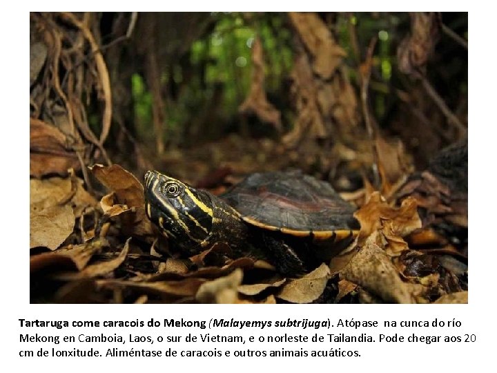 Tartaruga come caracois do Mekong (Malayemys subtrijuga). Atópase na cunca do río Mekong en