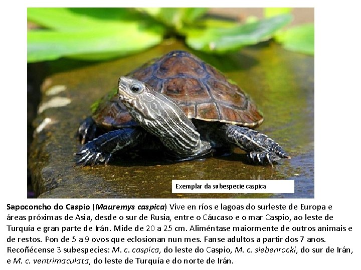 Exemplar da subespecie caspica Sapoconcho do Caspio (Mauremys caspica) Vive en ríos e lagoas