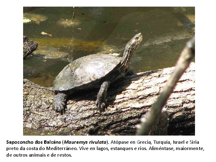 Sapoconcho dos Balcáns (Mauremys rivulata). Atópase en Grecia, Turquía, Israel e Siria preto da