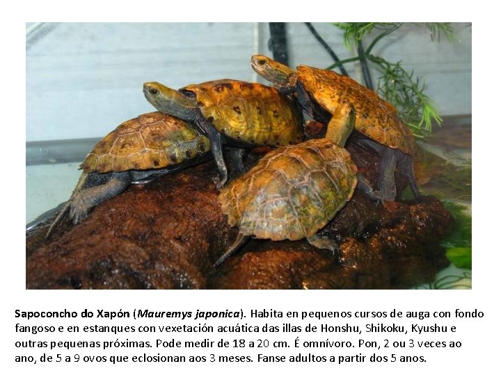 Sapoconcho do Xapón (Mauremys japonica). Habita en pequenos cursos de auga con fondo fangoso