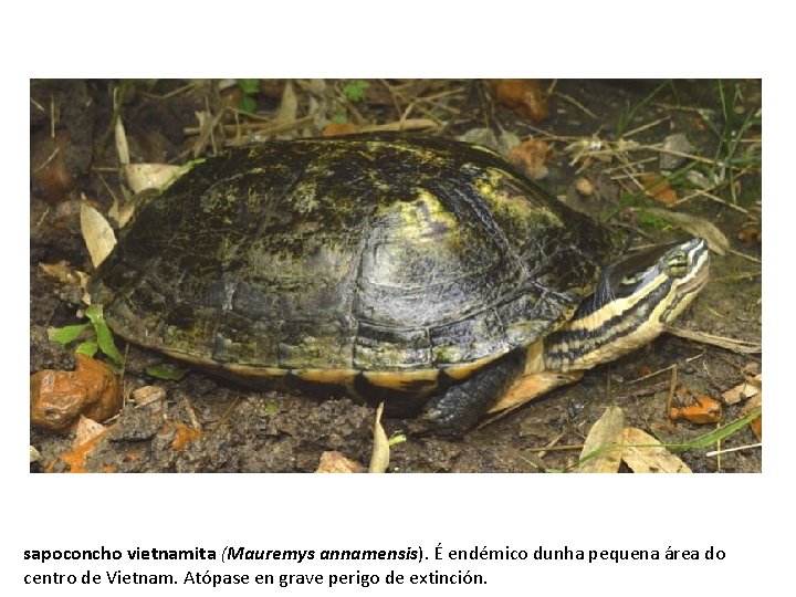 sapoconcho vietnamita (Mauremys annamensis). É endémico dunha pequena área do centro de Vietnam. Atópase