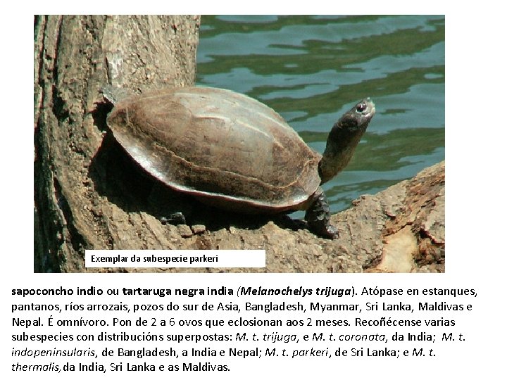 Exemplar da subespecie parkeri sapoconcho indio ou tartaruga negra india (Melanochelys trijuga). Atópase en