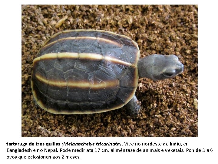 tartaruga de tres quillas (Melanochelys tricarinata). Vive no nordeste da India, en Bangladesh e