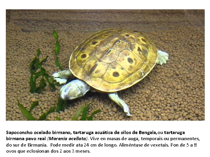 Sapoconcho ocelado birmano, tartaruga acuática de ollos de Bengala, ou tartaruga birmana pavo real