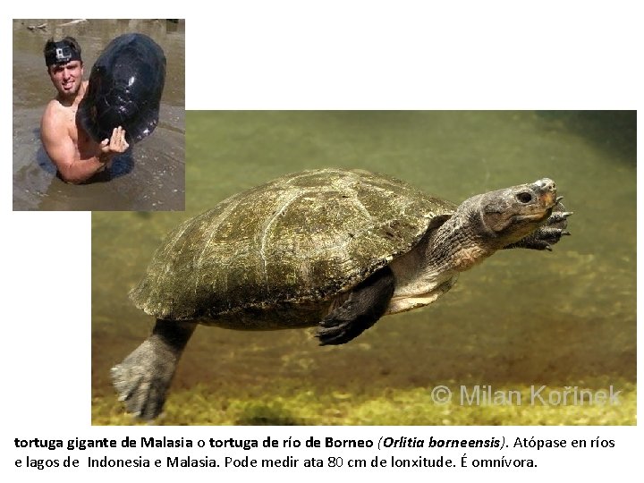 tortuga gigante de Malasia o tortuga de río de Borneo (Orlitia borneensis). Atópase en