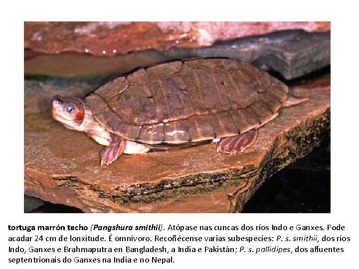 tortuga marrón techo (Pangshura smithii). Atópase nas cuncas dos ríos Indo e Ganxes. Pode