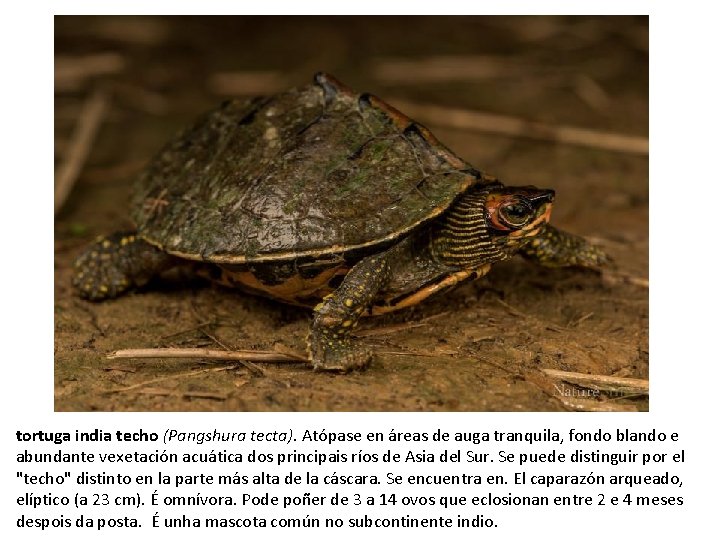 tortuga india techo (Pangshura tecta). Atópase en áreas de auga tranquila, fondo blando e