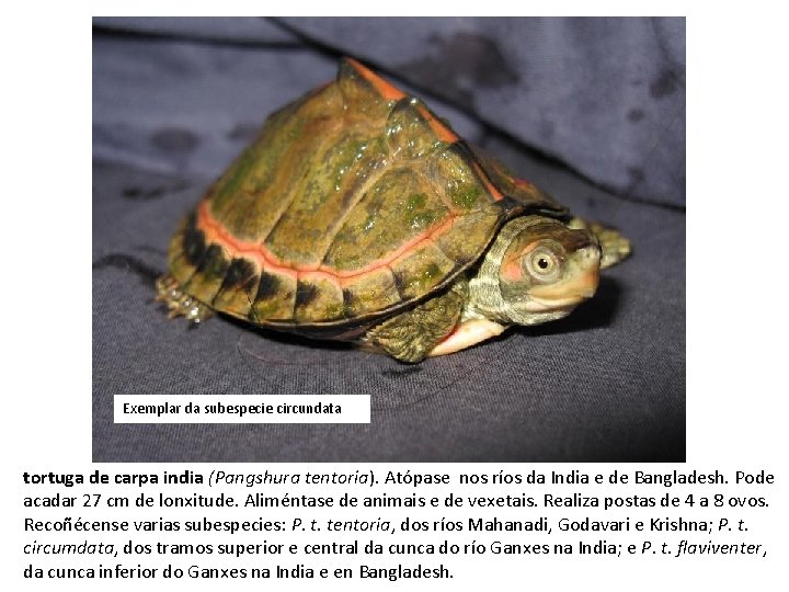 Exemplar da subespecie circundata tortuga de carpa india (Pangshura tentoria). Atópase nos ríos da