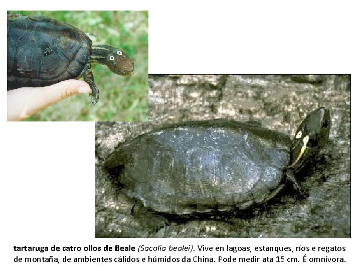tartaruga de catro ollos de Beale (Sacalia bealei). Vive en lagoas, estanques, ríos e